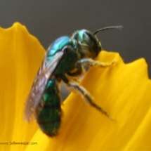 blue mason bee