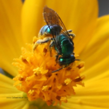 blue mason bee