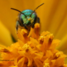 blue mason bee face