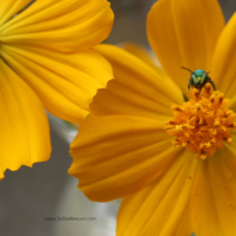 blue mason bee on yellow cosmos flowers