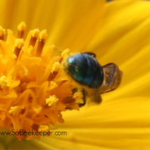 blue mason bee