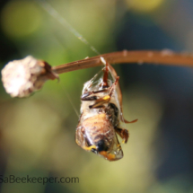 honey bee in web
