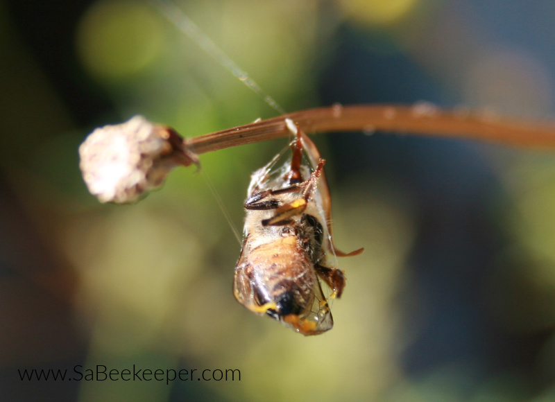 a spider had caught this bee and wrapped it up in a web and left hanging on a stem