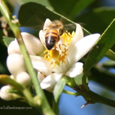 Flowers that Bees Forage.