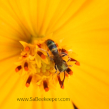 stingless bee