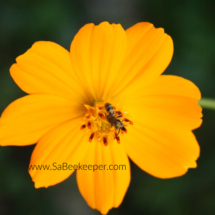 stingless bee