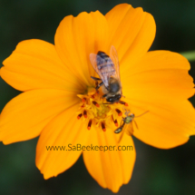 honey bee and stingless bee