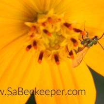 Stingless honey bee