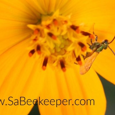 The Stingless Honey Bee