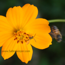 stingless bee