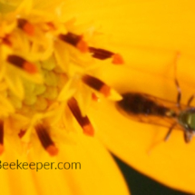 stingless bee