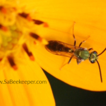 stingless bee