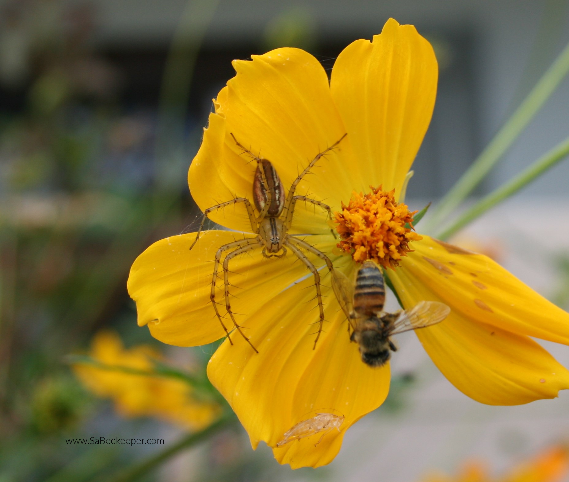 a spider on the petals of a yellow cosmos flower that has caught a honey bee and immobilized it.