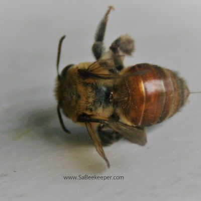 The Red Mason Bee (Osmia Bicomis)