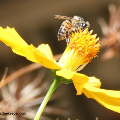 A Busy Honey Bee Foraging on Cosmos Flowers