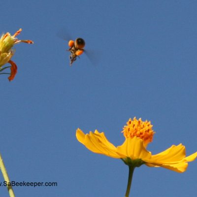 Cosmos Flowers and Busy Honey Bees