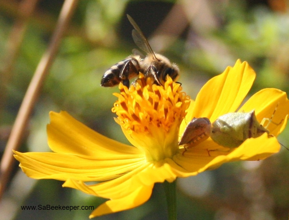 a honey bee on cosmos flowers and an insects with a odd looking jaw on the petals as well