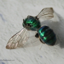 blue mason bee