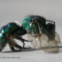 Blue mason bee