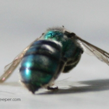 blue mason bee