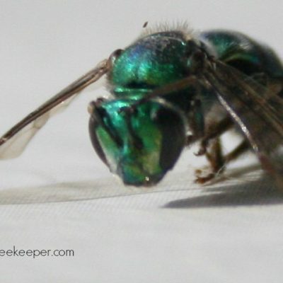 Body of Dead Blue Mason Bee