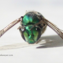 blue mason bee