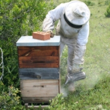 The beekeeper