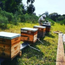 beehives for pollination
