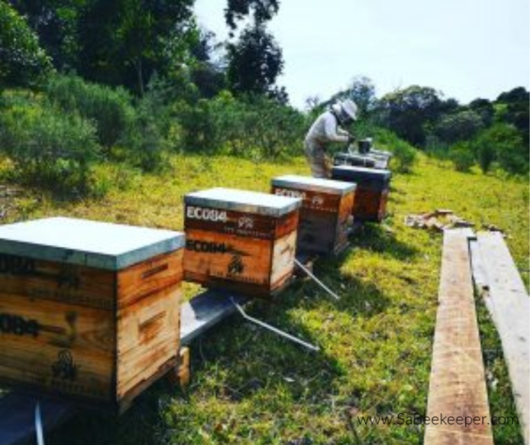 Beekeeping Maintenance
