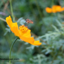 A bee fly on flowers