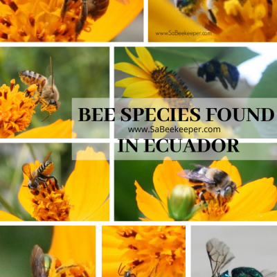 Bee Species In Ecuador