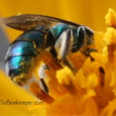 The Blue Bee Foraging on flowers