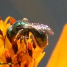 a close up of the sweat bee