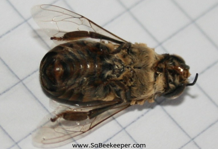 under abdomen of a dead drone bee