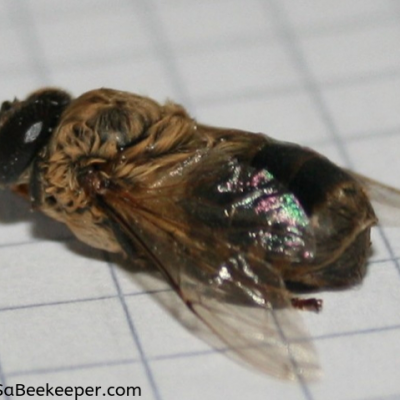 Close up of Dead Drone Honey Bee