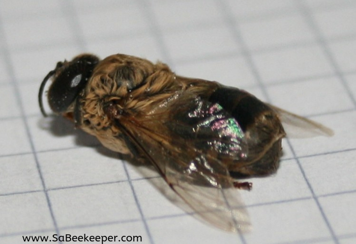 a photo of the body of the dead drone bee. showing wings and fur on thorax