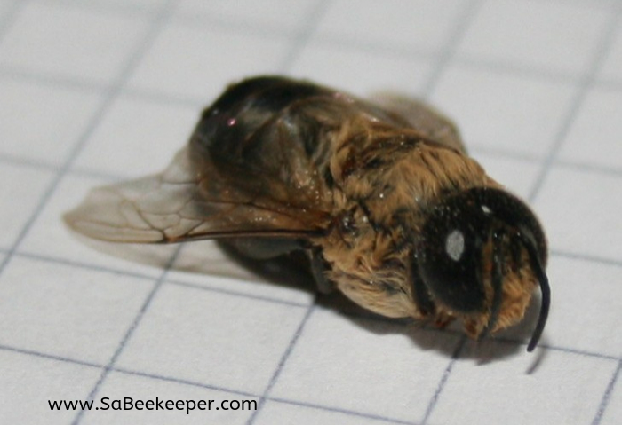 front view of a dead drone bee and its big eyes