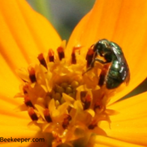 a green sweat bee