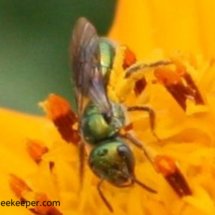 a sweat bee foraging on flowers