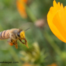 bee flying to flowers covered with pollen and on the face