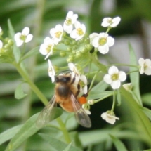 bee on white flower