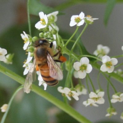 Honey Bee on Tiny Flowers