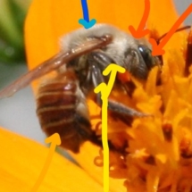 bee with pointer to body parts