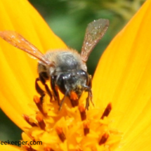 close up font of leaf cutter bee