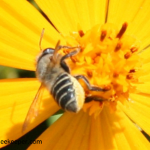 close up of leaf cutter and its pollen collected