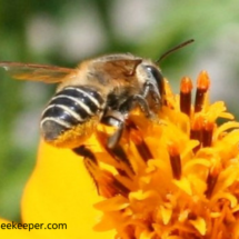 close up of leaf cutter bee