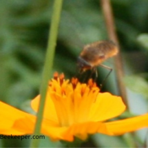 cosmos and bee fly