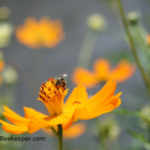 cosmos and sweat bee on garden flowers