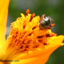 cosmos and sweat bee