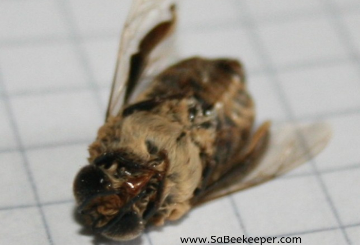 a photo of a dead drone bee underneath